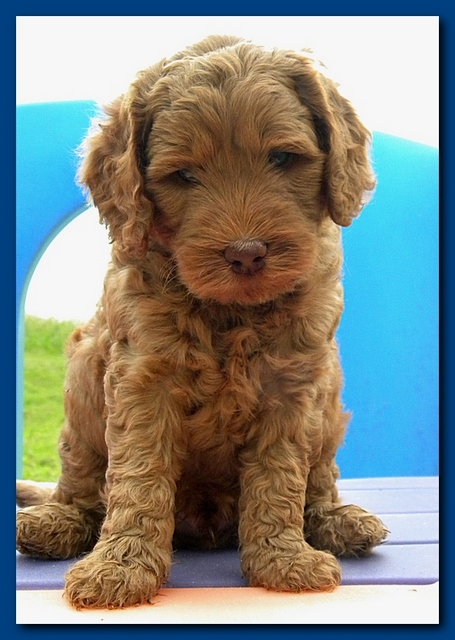 Bries puppies 5 weeks outside playground 016