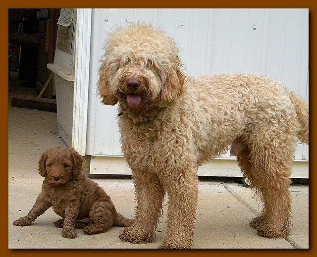 Bries puppies 5 weeks outside playground 2 016