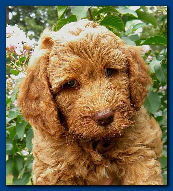 Bries puppy faces 7 weeks 002