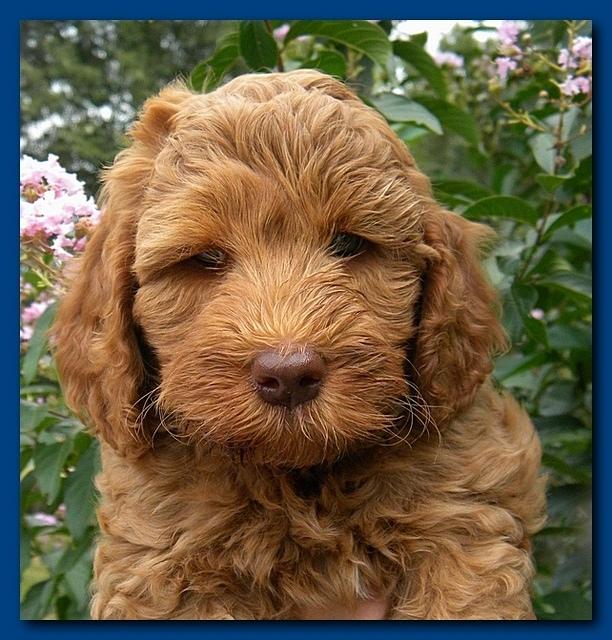 Bries puppy faces 7 weeks 004