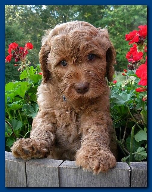 Bries pups outside early morning playing 6 weeks old 046