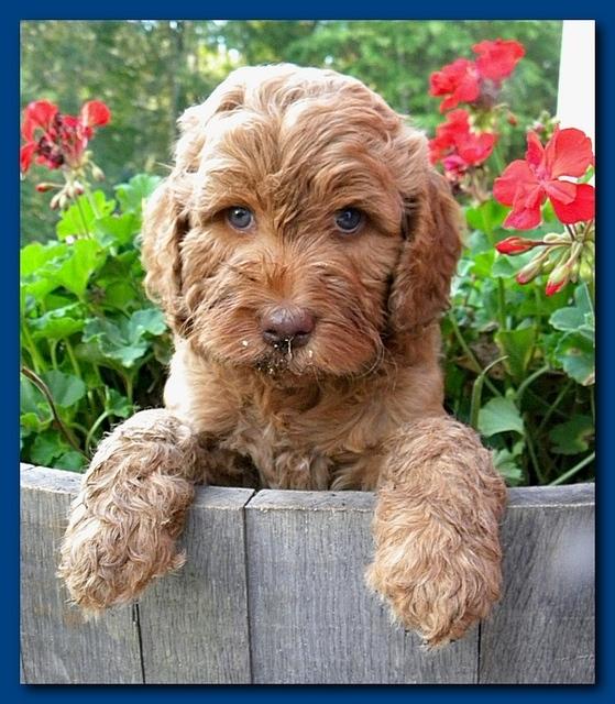 Bries pups outside early morning playing 6 weeks old 047