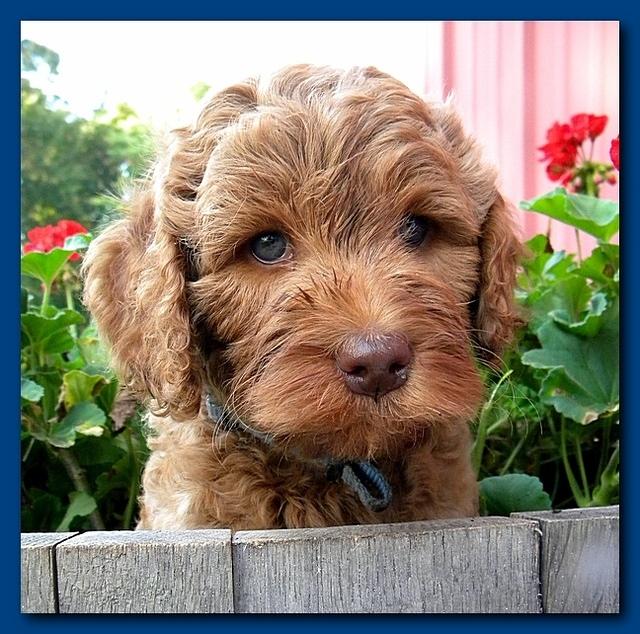 Bries pups outside early morning playing 6 weeks old 051