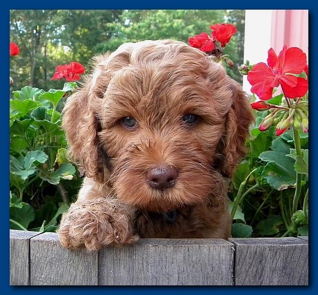 Bries pups outside early morning playing 6 weeks old 052