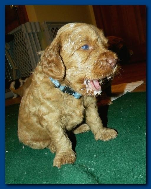 Gizzie Roux puppies 4 weeks old eating and playtime 026