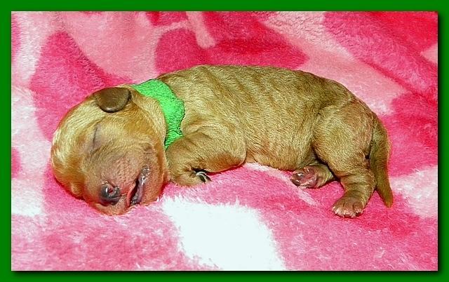 Bries puppies 1 day old pink hearts 016