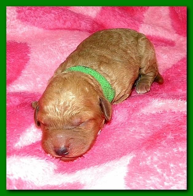 Bries puppies 1 day old pink hearts 023
