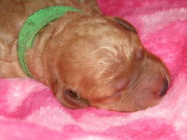 Bries puppies 1 day old pink hearts 024