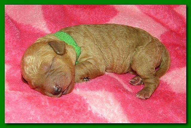 Bries puppies 1 day old pink hearts 025