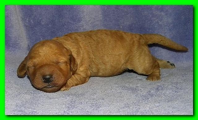 Bries puppies 1 week old lavendar blkt 009