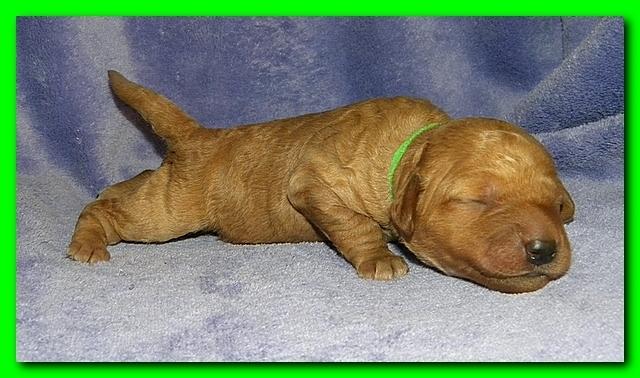 Bries puppies 1 week old lavendar blkt 010