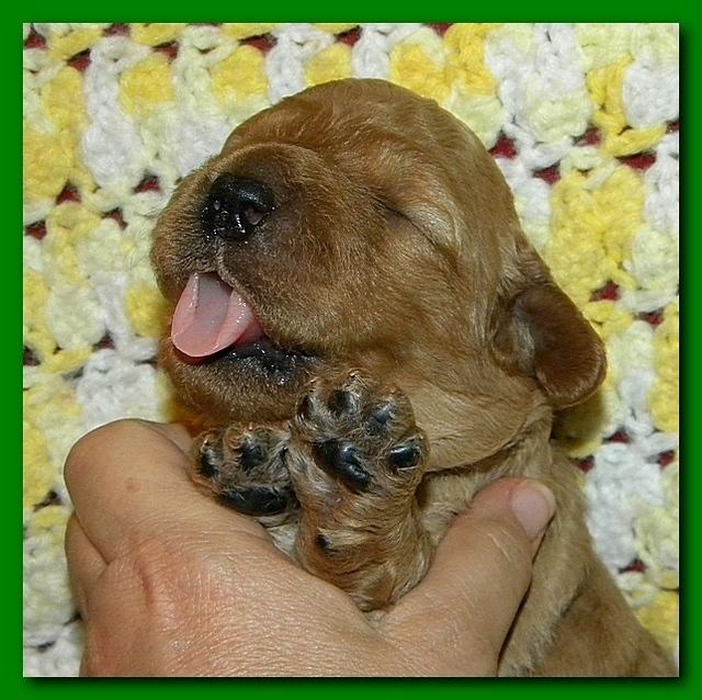 Bries puppies 2 weeks old yellow blanket 019