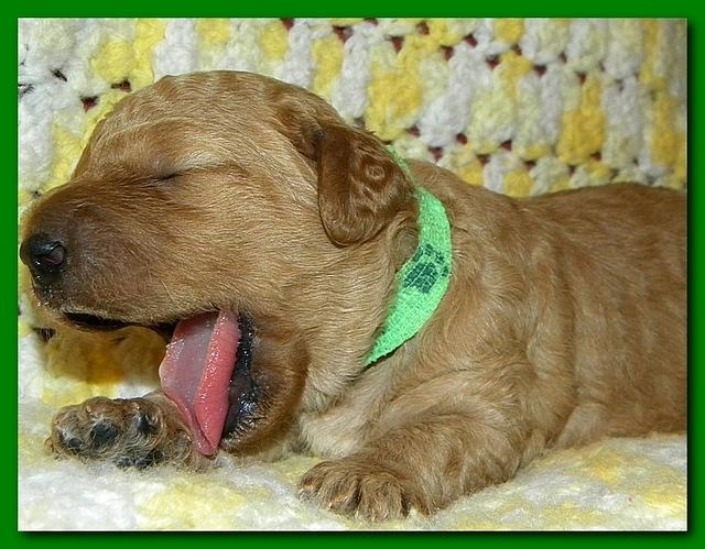 Bries puppies 2 weeks old yellow blanket 023