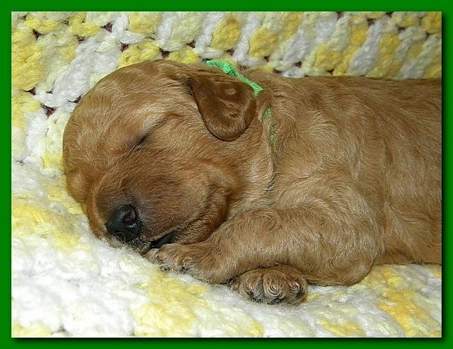 Bries puppies 2 weeks old yellow blanket 026