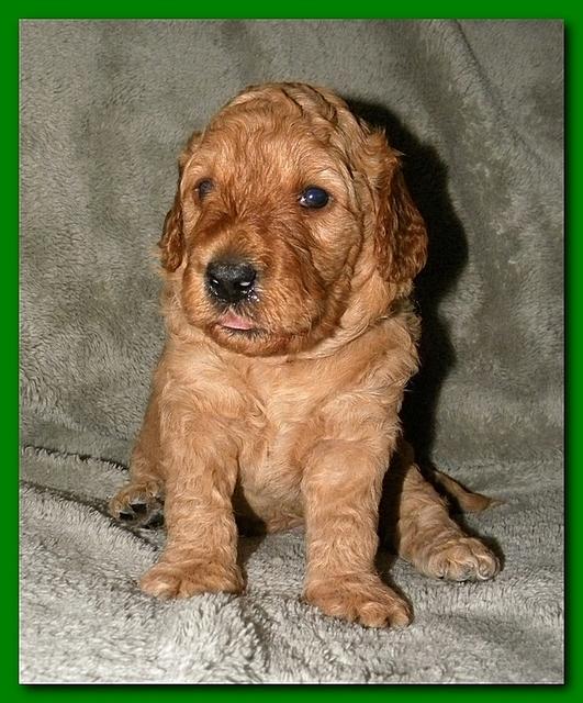 Bries puppies 3 weeks old 024