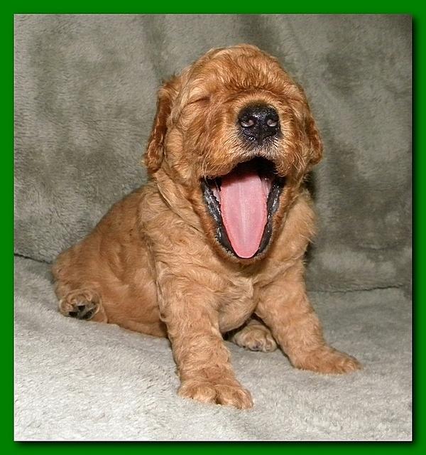 Bries puppies 3 weeks old 025