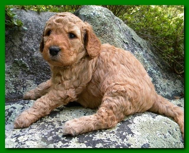 Bries puppies 4 weeks old outside rocks 001