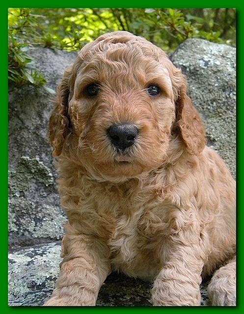 Bries puppies 4 weeks old outside rocks 007