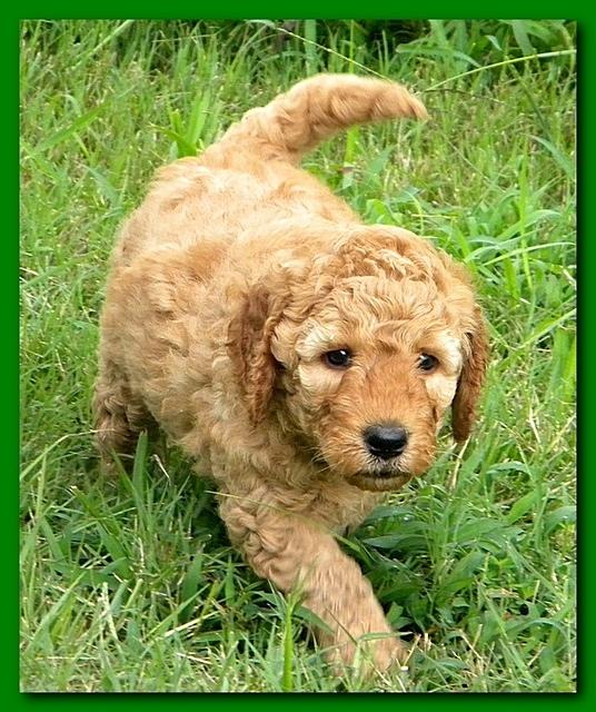 Bries puppies 5 weeks outside playground 029