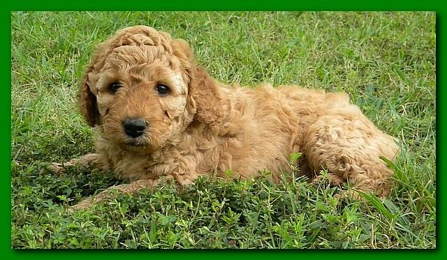 Bries puppies 5 weeks outside playground 032