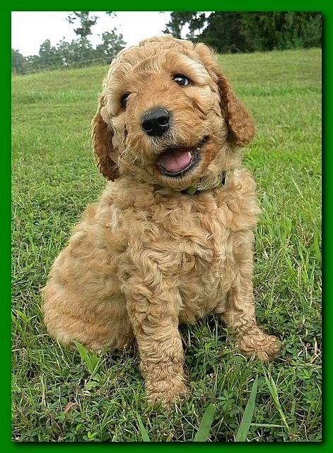 Bries puppies 5 weeks outside playground 046