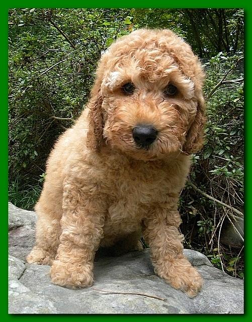 Bries puppies 8 weeks old going home blue boy Josie 004