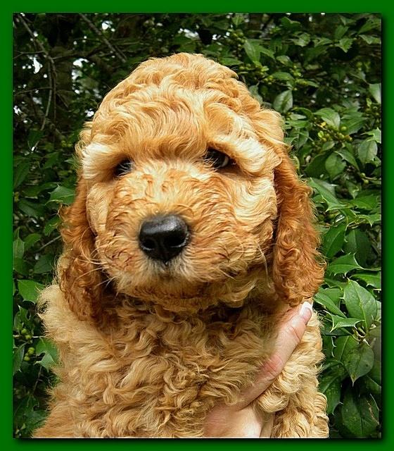 Bries puppy faces 7 weeks 007