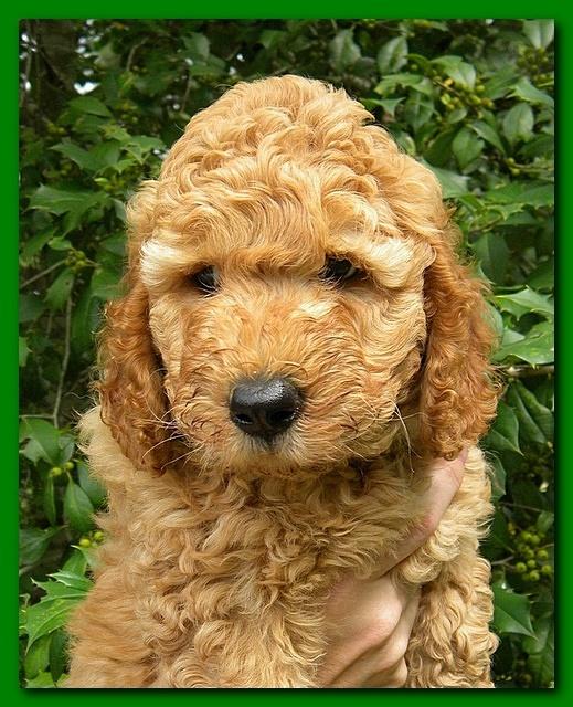 Bries puppy faces 7 weeks 009