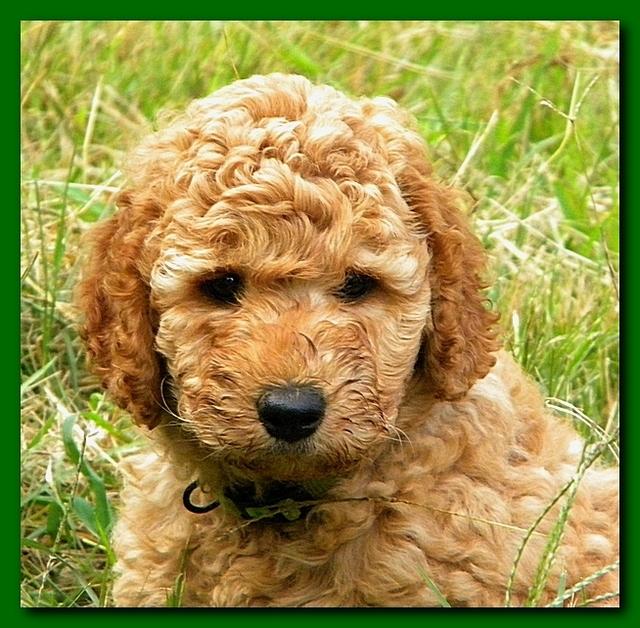 Bries puppy faces 7 weeks and play 004