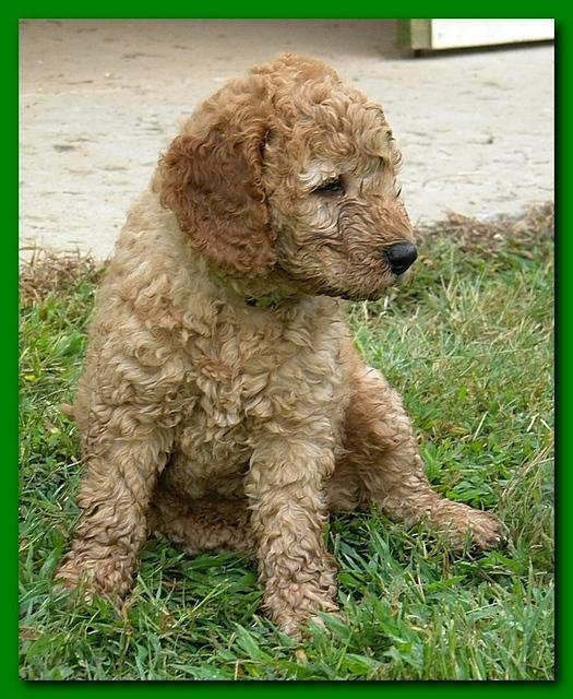 Bries pups outside early morning playing 6 weeks old 010