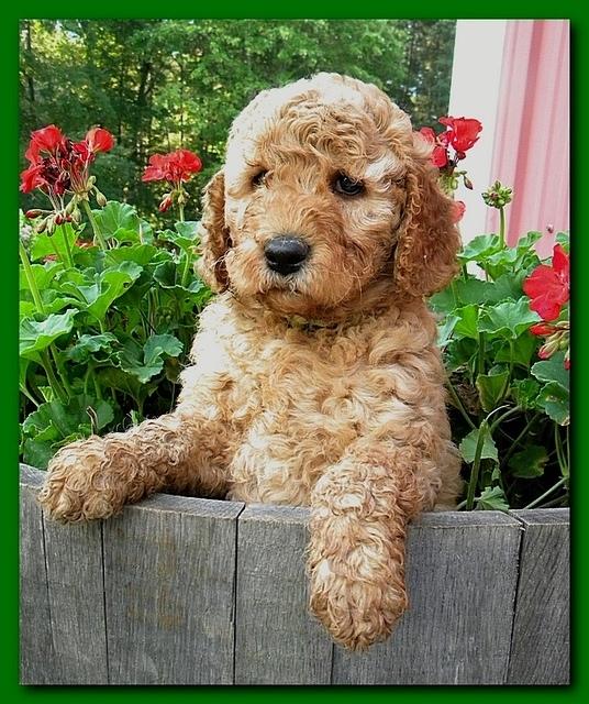 Bries pups outside early morning playing 6 weeks old 033