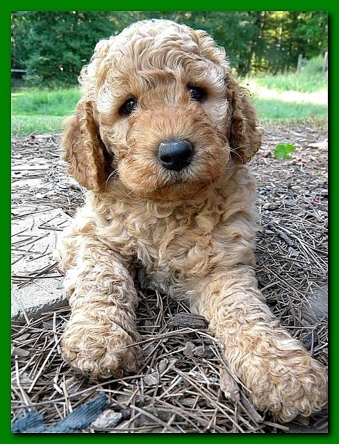 Bries pups outside early morning playing 6 weeks old 064