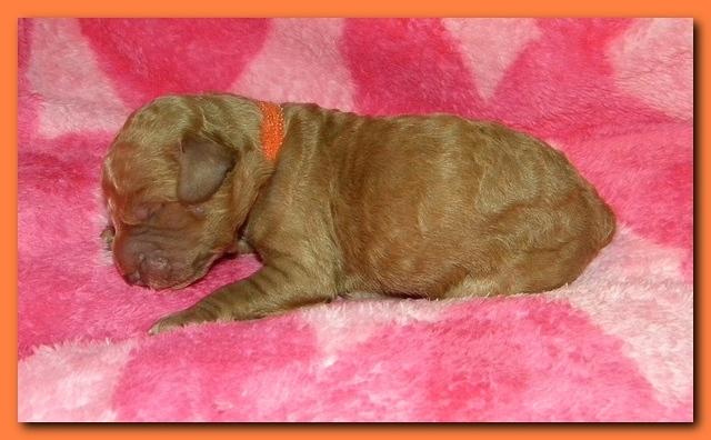 Bries puppies 1 day old pink hearts 021