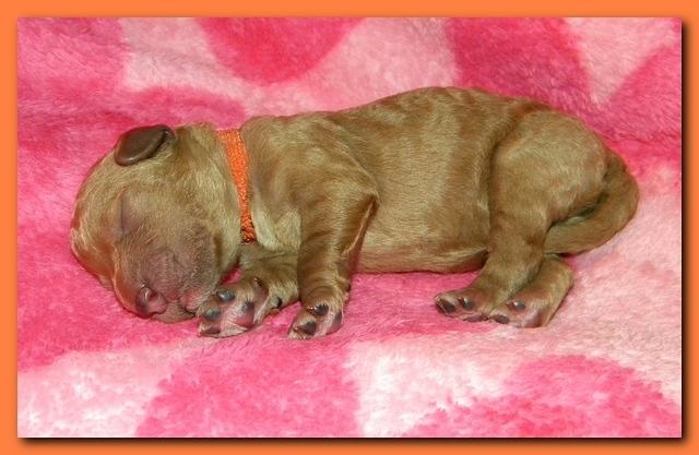 Bries puppies 1 day old pink hearts 032