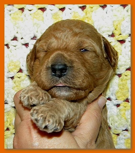 Bries puppies 2 weeks old yellow blanket 043