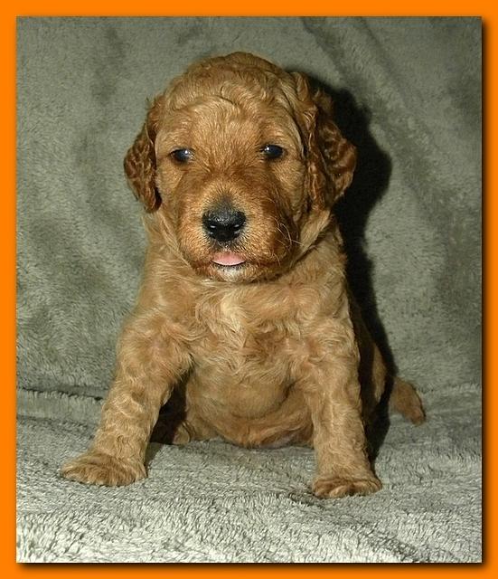 Bries puppies 3 weeks old 020