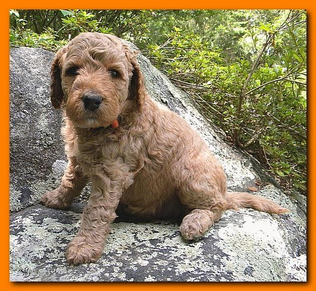 Bries puppies 4 weeks old outside rocks 020