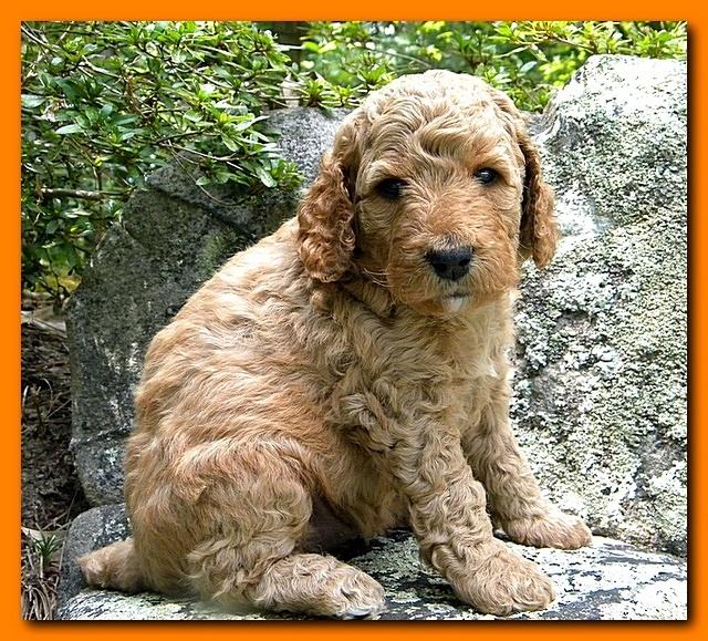 Bries puppies 4 weeks old outside rocks 031