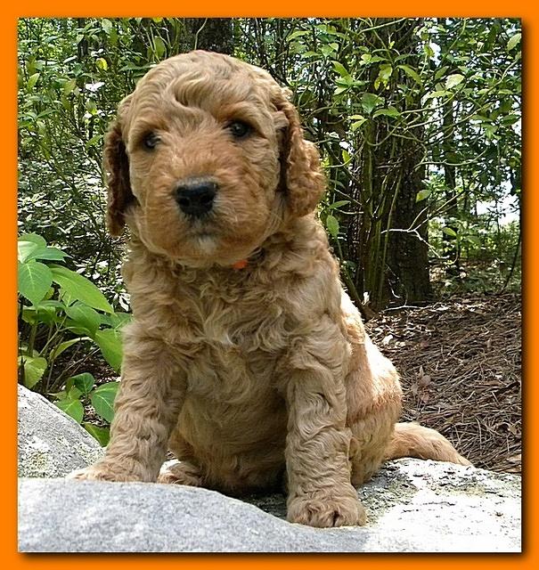 Bries puppies 4 weeks old outside rocks 037