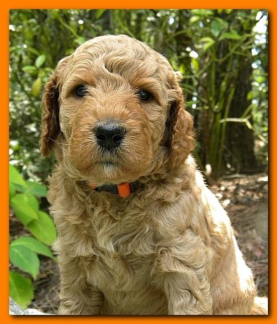 Bries puppies 4 weeks old outside rocks 038
