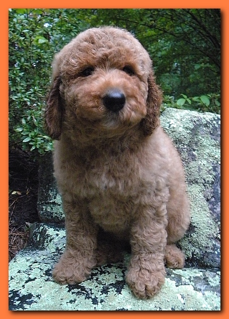 Bries puppies 8 weeks old going home orange 002