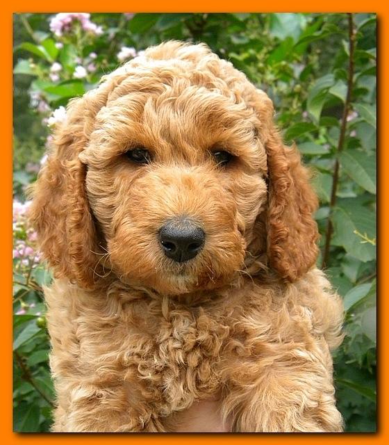 Bries puppy faces 7 weeks 026