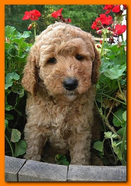 Bries pups outside early morning playing 6 weeks old 038