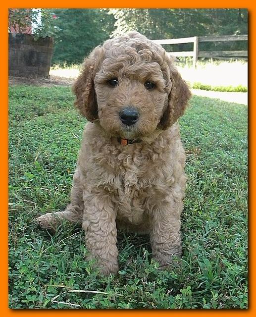 Bries pups outside early morning playing 6 weeks old 071