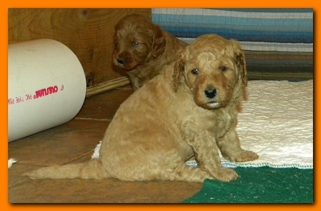 Gizzie Roux puppies 4 weeks old eating and playtime 034
