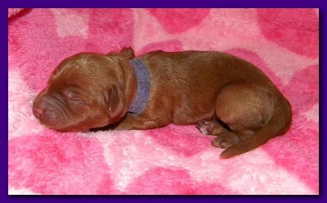 Bries puppies 1 day old pink hearts p 004