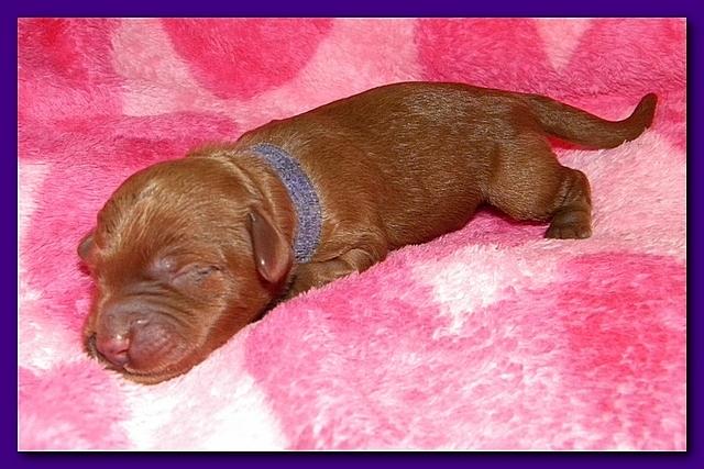 Bries puppies 1 day old pink hearts p 006