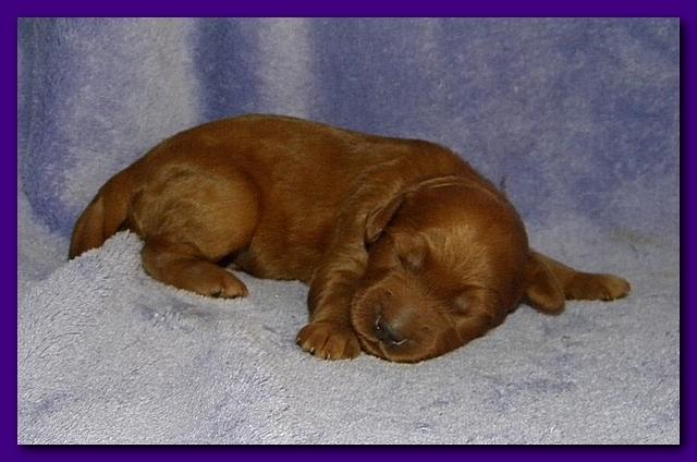 Bries puppies 1 week old lavendar blkt 016