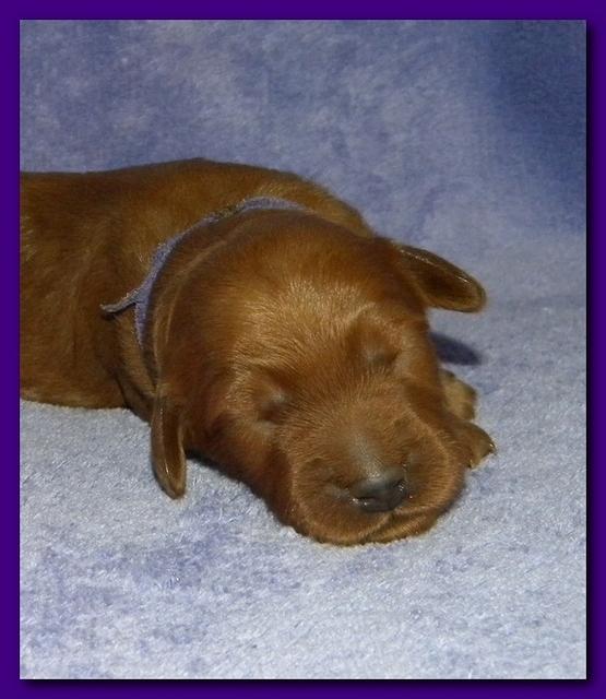 Bries puppies 1 week old lavendar blkt 020
