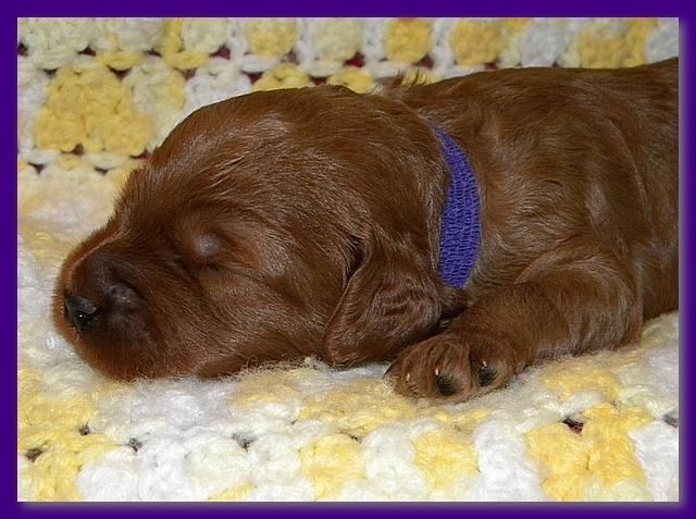 Bries puppies 2 weeks old yellow blanket 062